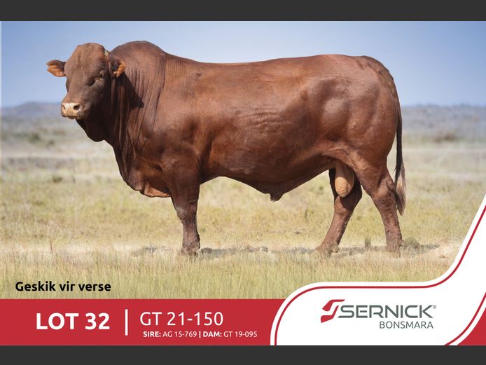 GT 210150 HH(c) | SERNICK BONSMARA STOET