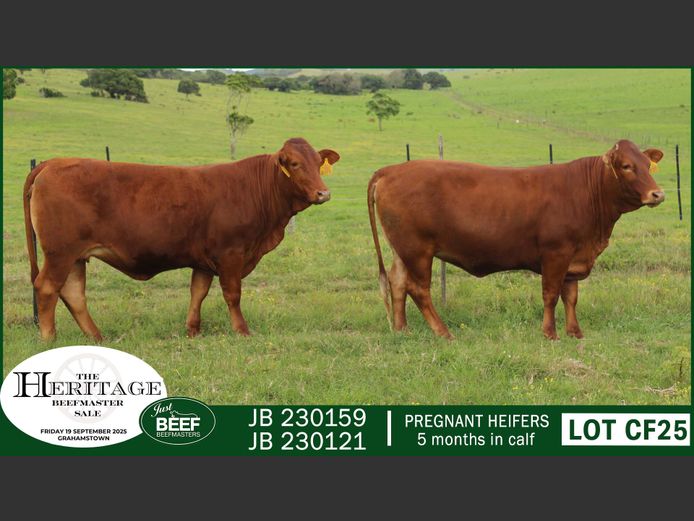 Commercial Animals | Just Beef