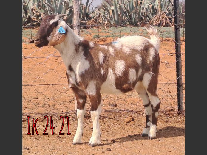 IK 24-21 | Erik De Witt