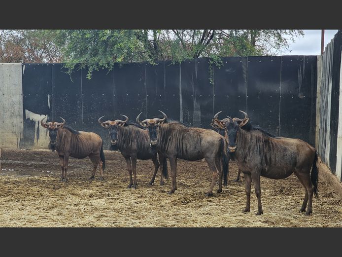 BLUE WILDEBEEST | TRADOS