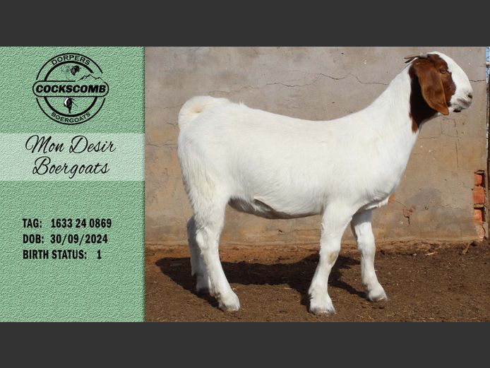 1633 24 0869 | Mon Desir Boergoats