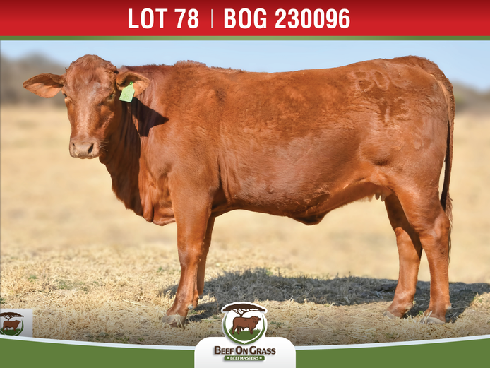 BOG 230096 | BEEF ON GRASS PTY LTD