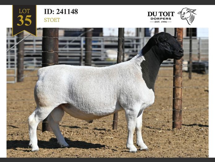 241148 | DU TOIT DORPERS