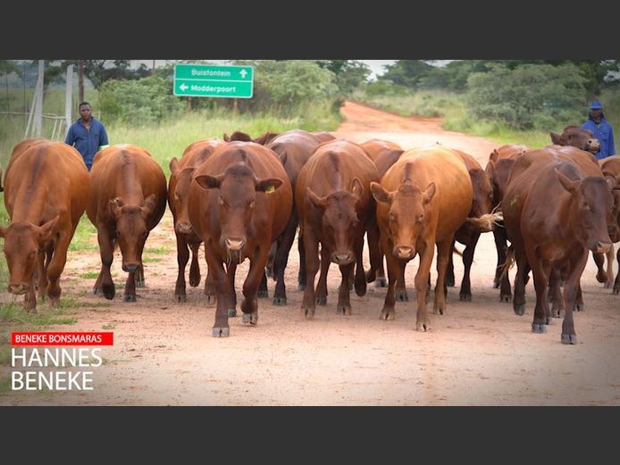 Commercial Female Animals - Beneke Bonsmaras | Nylstroom