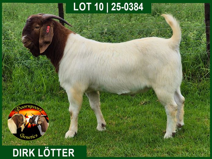 25-0384 | Dirk Lotter