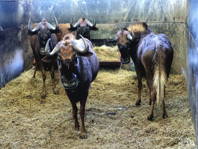 SWART WILDEBEES | AL BADENHORST