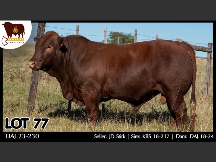 DAJ 230230 | J.D. STIRK