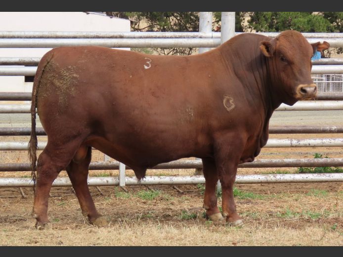 WDS 230154 | SWAERSHOEK BONSMARAS