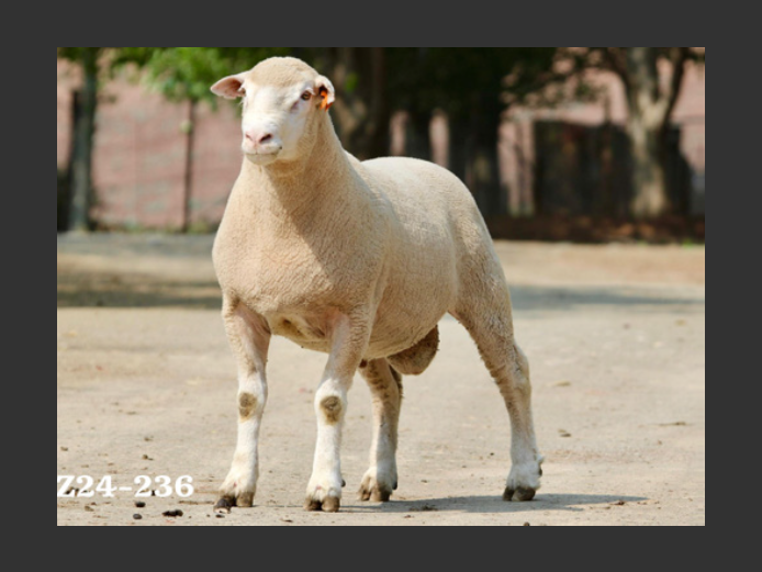 DZ 240236 | 2 STEYNS BOERDERY