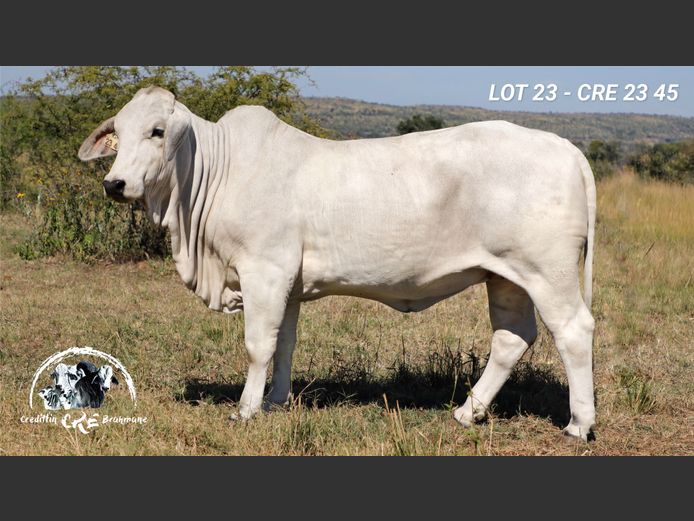 CRE2345 | CRE BRAHMANE