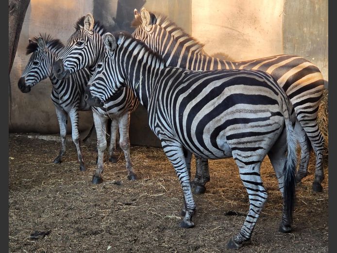 ZEBRA | NYLSVLEI GAME