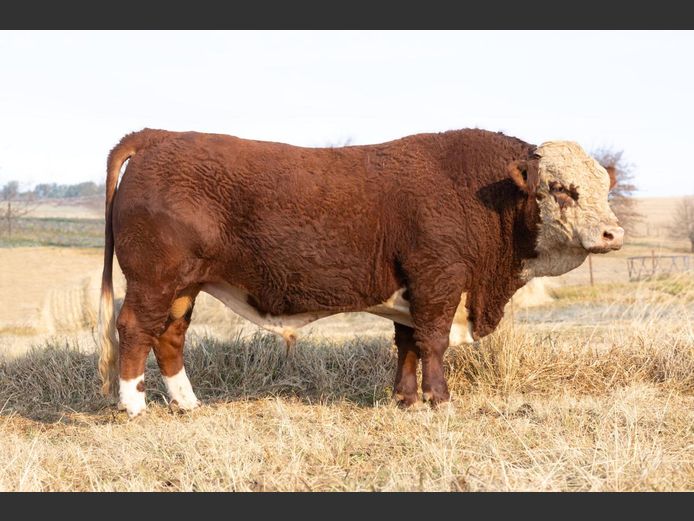 2312 | PIERREMONT HEREFORDS