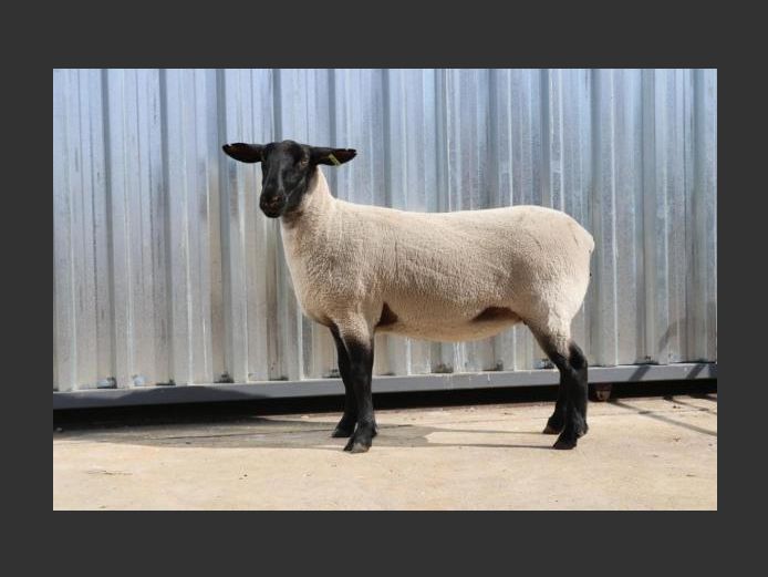 369 240016 | GOOSEN SUFFOLK STOET