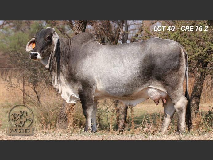 CRE162 | MBS BRAHMANE