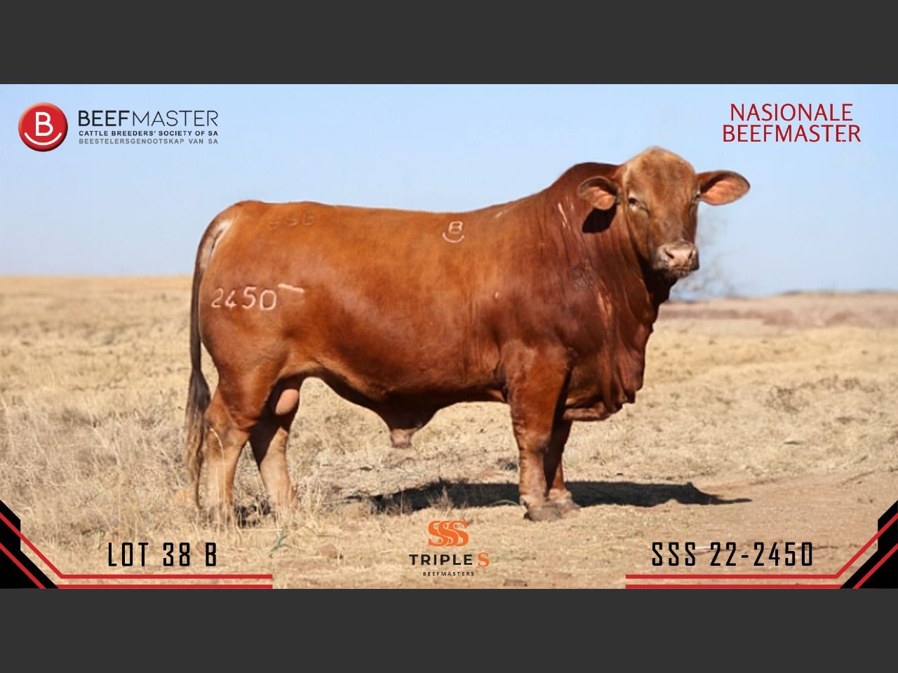 Lot 38B | 26STE NASIONALE BEEFMASTER VEILING | SwiftVEE | South Africa ...