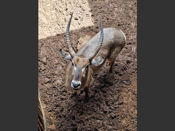 WATERBUCK | BIRKEN VERVOER