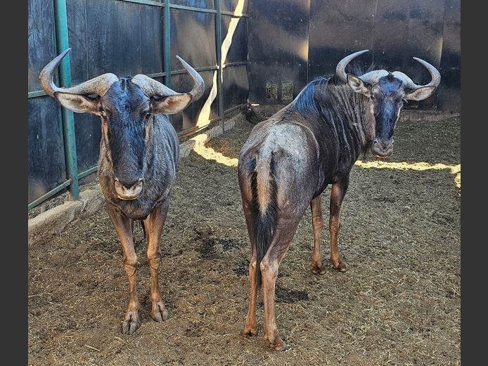 BLUE WILDEBEEST | MAS WILDLIFE