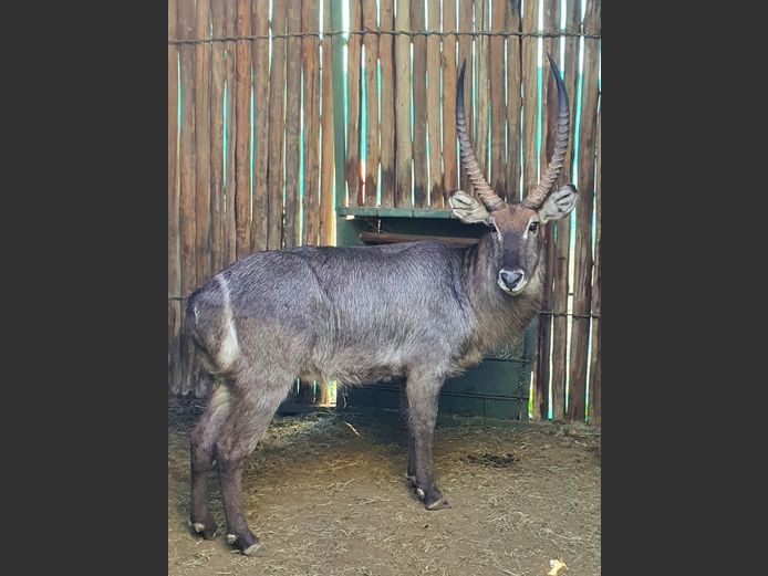 Waterbok | Amanzi 