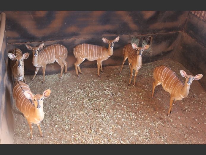 NYALAS