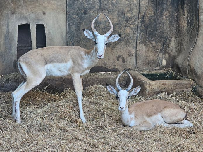 WHITE FLANK ROOIBOK | EB WILD