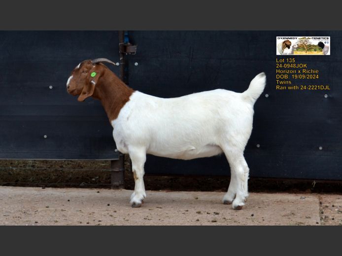 24-0948 JOK | O'KENNEDY GENETICS