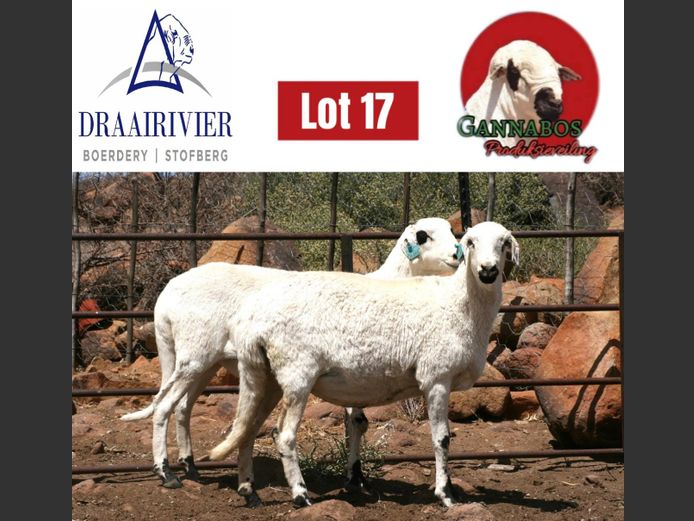 NS24-102 | Draairivier Boerdery