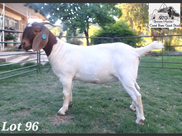 970 26-0002 | Coné Boerbokstoet