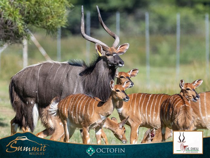 NYALA EWES ILT 32 4/8" "WOODY"