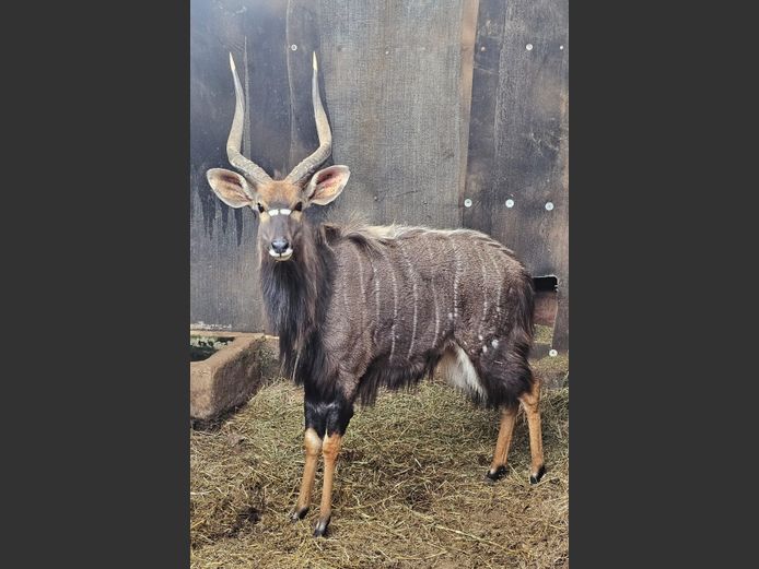 NYALA 26" | INTABA INDLE