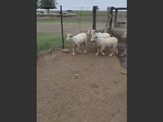 DOHNE MERINO VETLAMMERS