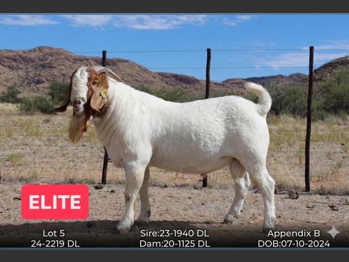 24-2219 DL | AC BOERBOKSTOET