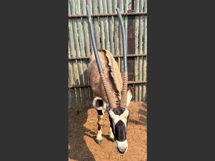 Gemsbok Bul