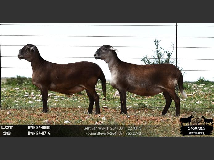 HWH24-0800 | HWH24-0714 | STOKKIES MEATMASTERS