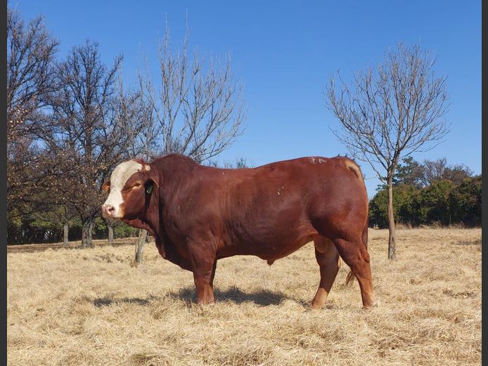 ZM20715C | ZIMEYER BOERDERY 