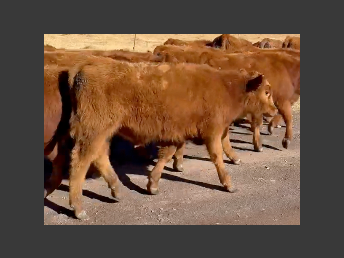 Intact Bull Calves | Hartwell Estates