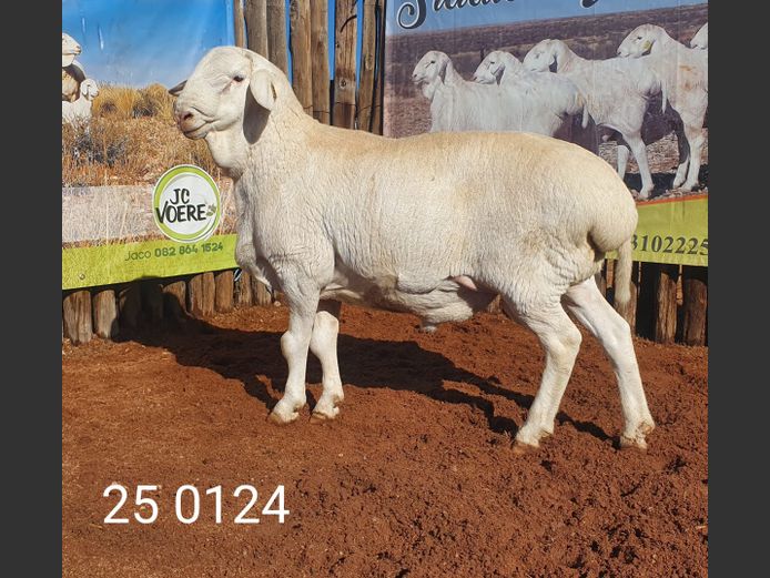 25 124 | Johan Stadler