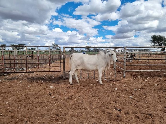 23-0188CDP | MORIA BRAHMAN