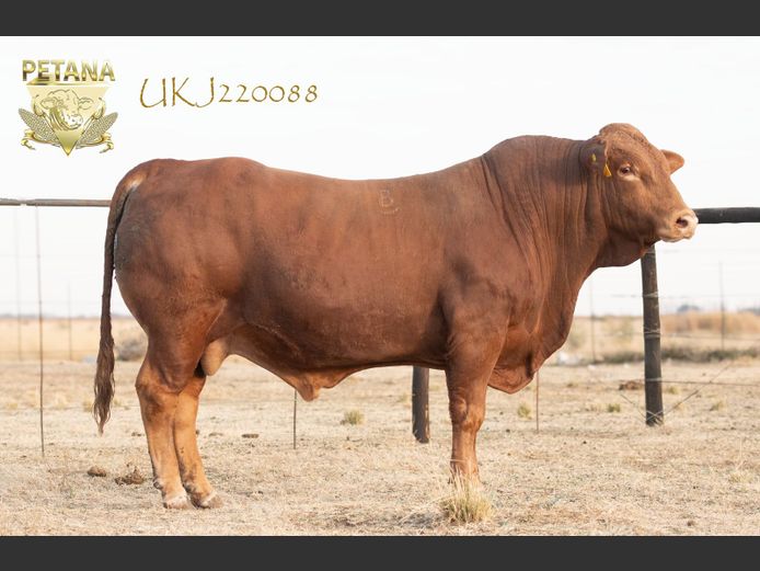 UKJ 220088