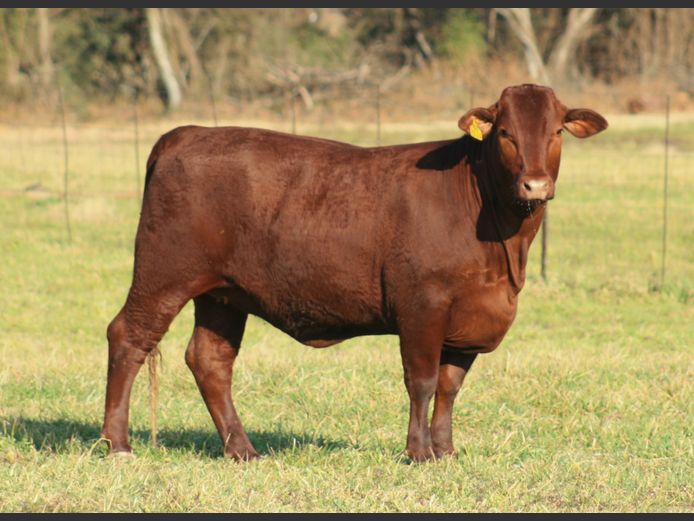 MS  230024 | G.J. GROBLER