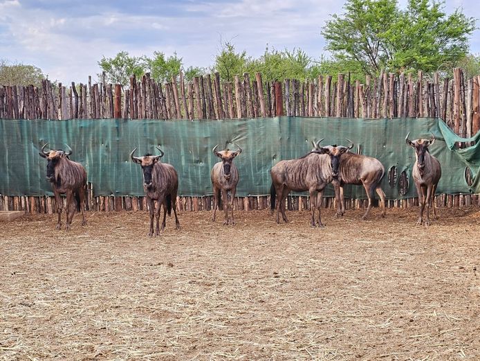 BLUE WILDEBEEST | MABALINGWE