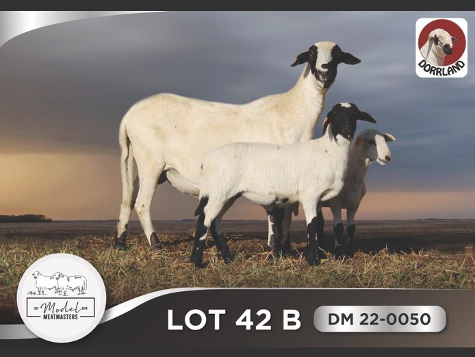 DM 22-0050 | Mario Marais - Model Meatmasters, Britz