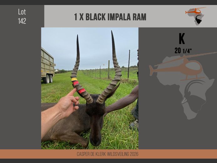 Black Impala (20 1/4")