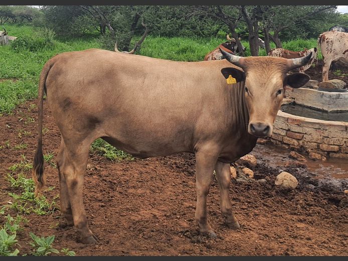 BN 230804 | BOTHMA NGUNIS