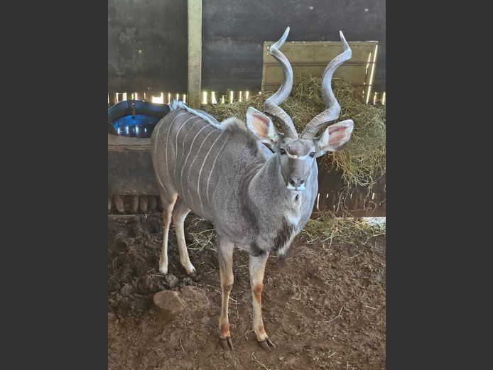 KOEDOE | A DU PREEZ