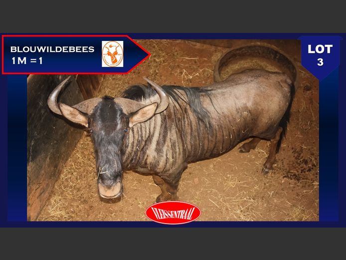 BLUE WILDEBEEST