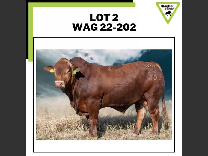 WAG 22-0202 | WAGNOU BEEFMASTER