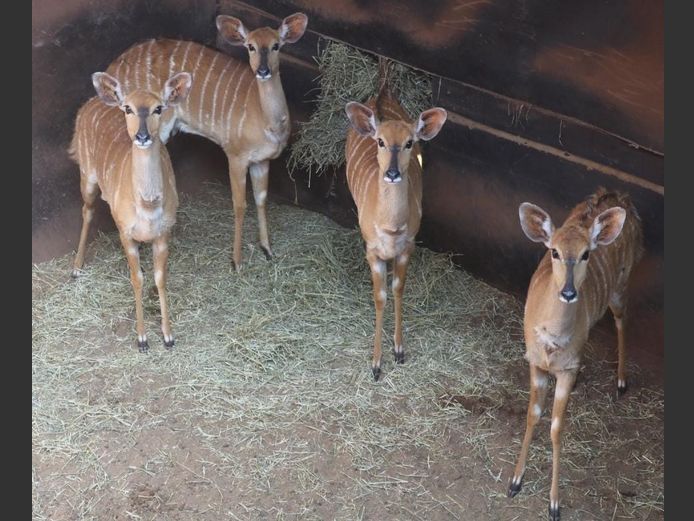 NYALA