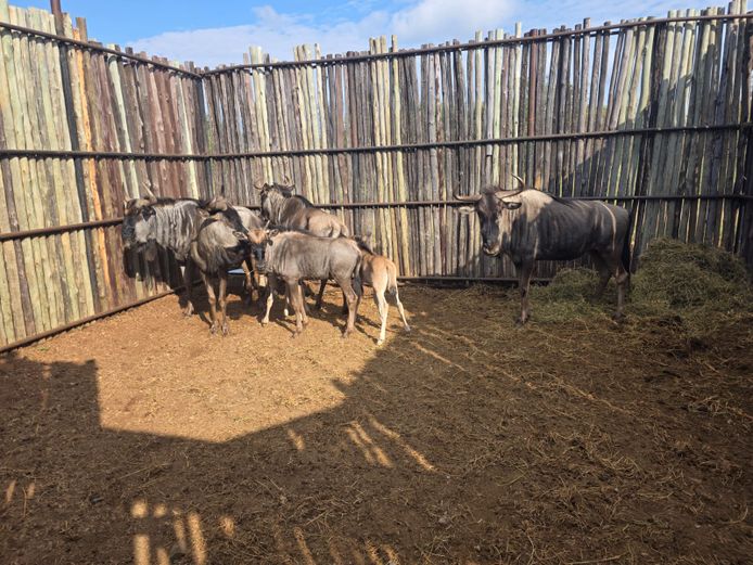 BLOUWILDEBEES | HANLEY 2