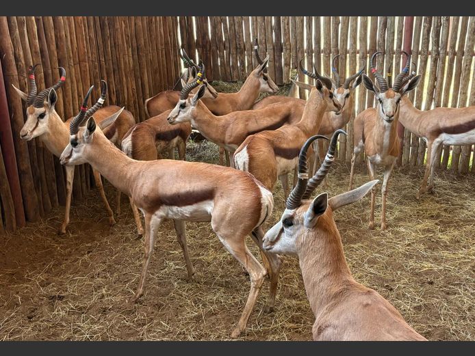 Damara Springbok Ram