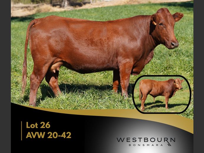 AVW 200042 | WESTBOURN BONSMARAS